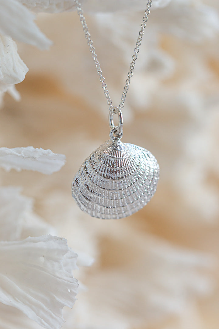 Shell ~ Clam (Large)