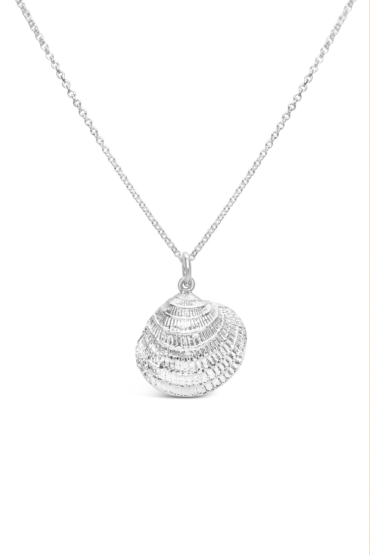 Shell ~ Clam (Large)