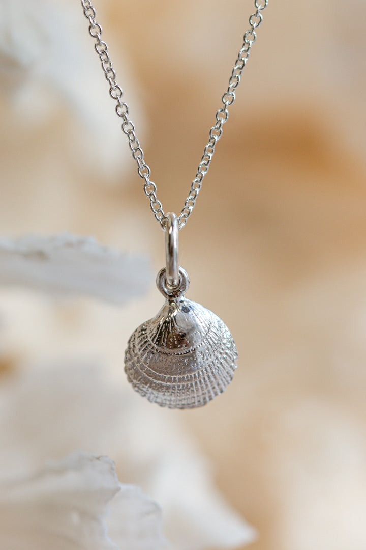 Shell ~ Clam (Small)