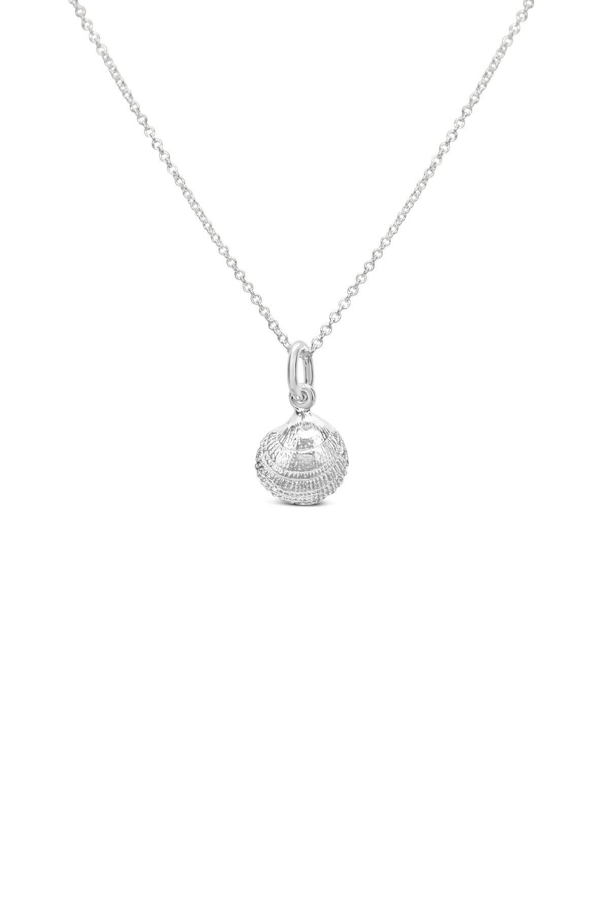 Shell ~ Clam (Small)