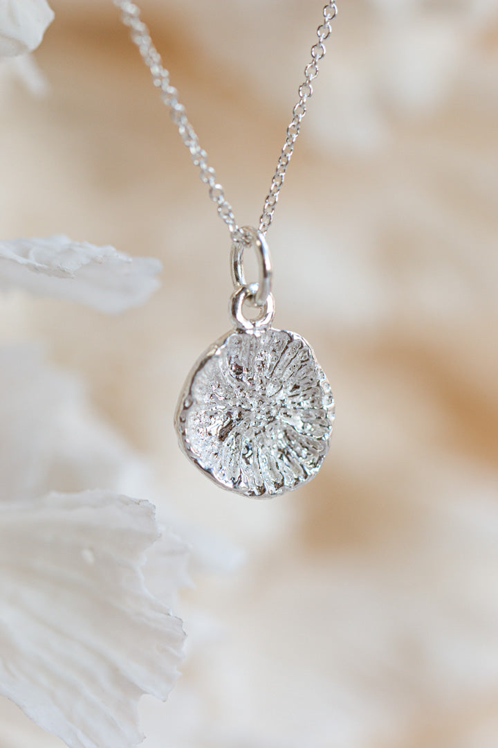 Shell ~ Coral Polyp (Small)