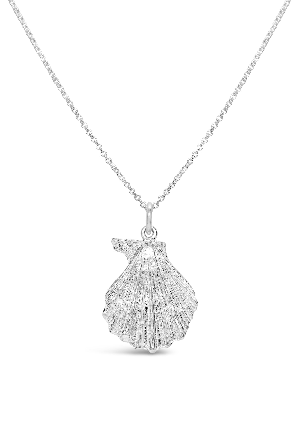 Shell ~ Knobby (Large)