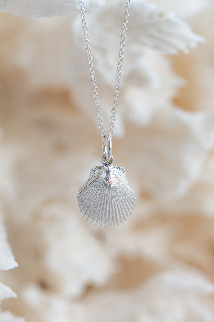 Shell ~ Pecten (Small)
