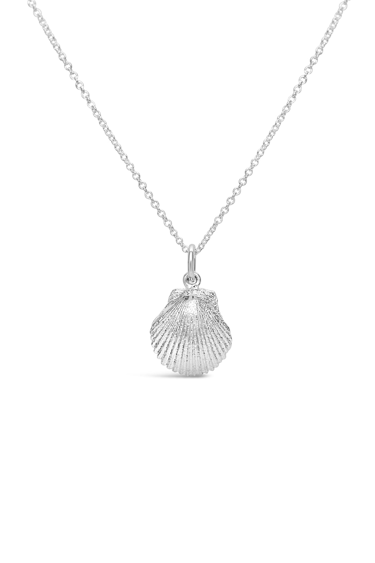 Shell ~ Pecten (Small)