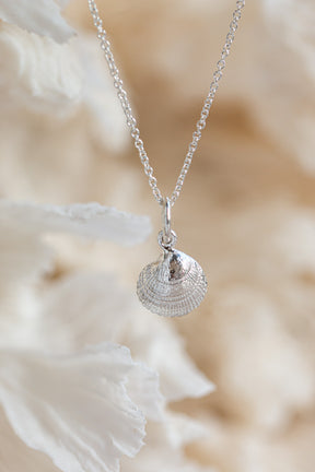 Shell ~ Clam (Small)