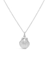 Shell ~ Pecten (Small)